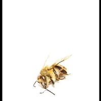 Honey bee on it's side
